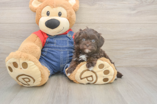 6 week old Havapoo Puppy For Sale - Lone Star Pups Best Havapoo Baby
