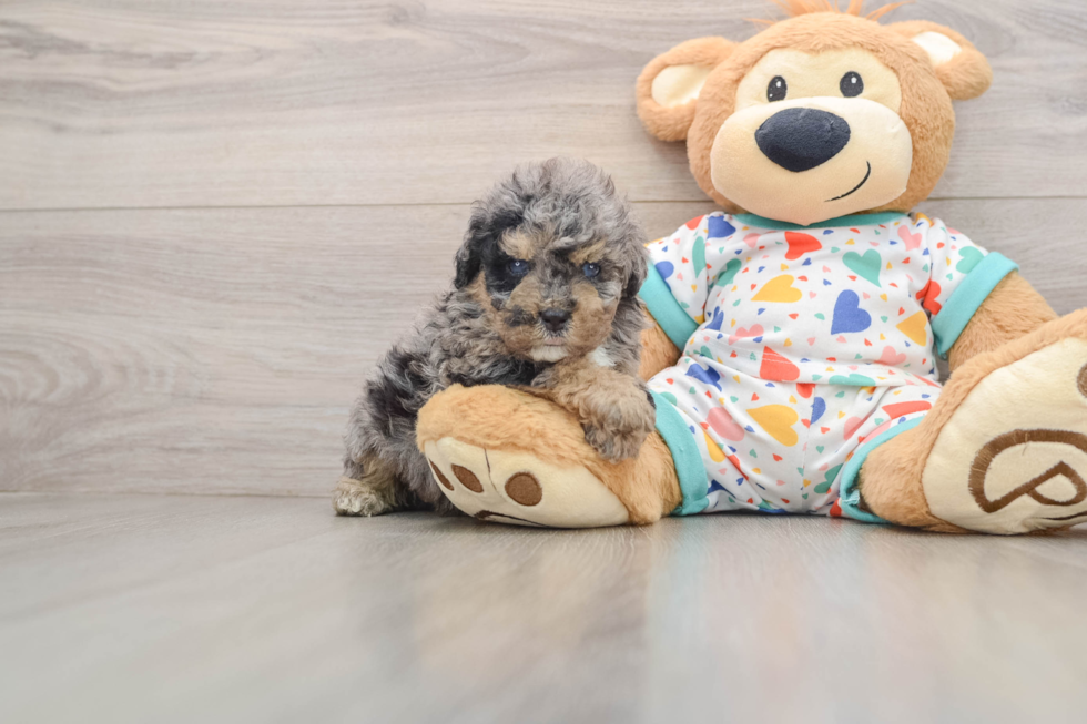 Adorable Havadoodle Poodle Mix Puppy
