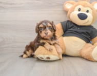 8 week old Havapoo Puppy For Sale - Lone Star Pups