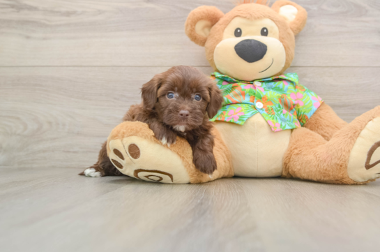 Havapoo Puppy for Adoption