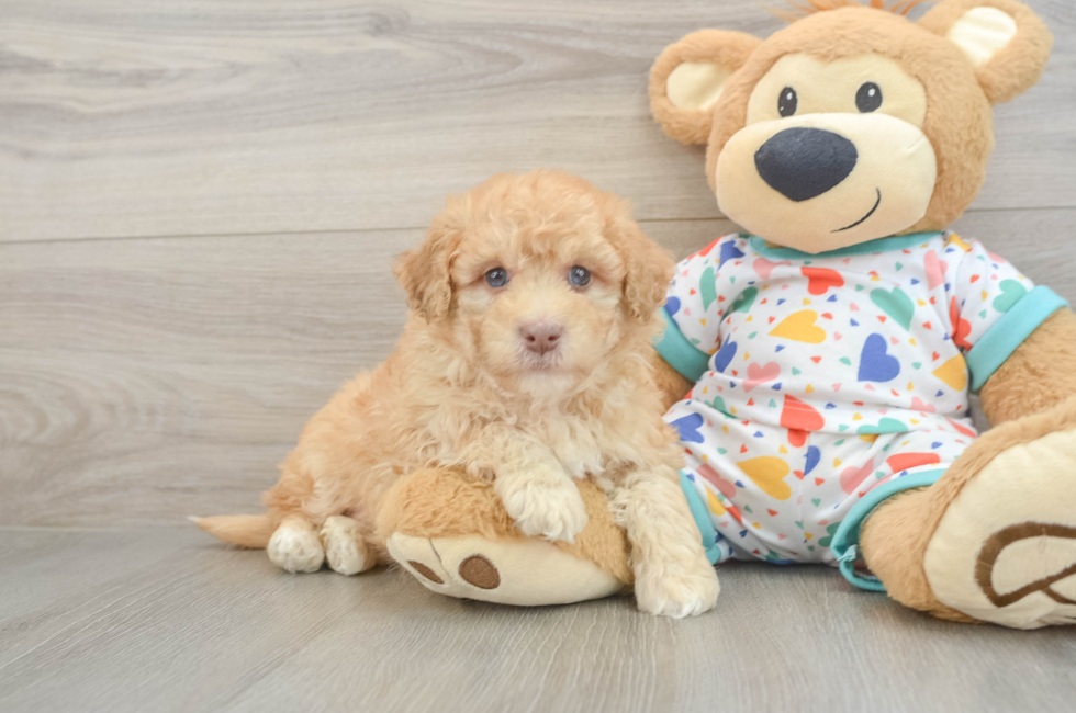 6 week old Havapoo Puppy For Sale - Lone Star Pups