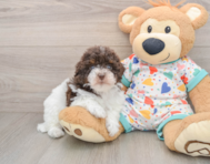 8 week old Havapoo Puppy For Sale - Lone Star Pups