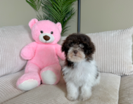 9 week old Havapoo Puppy For Sale - Lone Star Pups