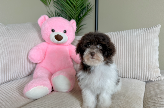 Cute Havapoo Baby