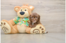Small Havapoo Baby