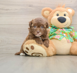 6 week old Havapoo Puppy For Sale - Lone Star Pups