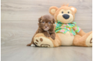 Friendly Havapoo Baby