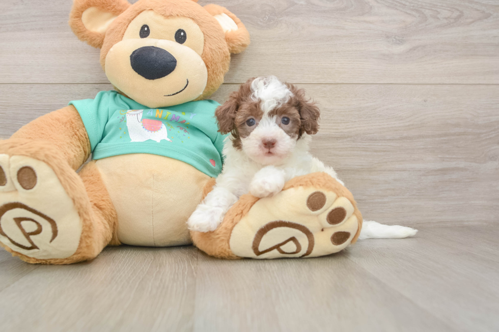 Cute Havapoo Baby