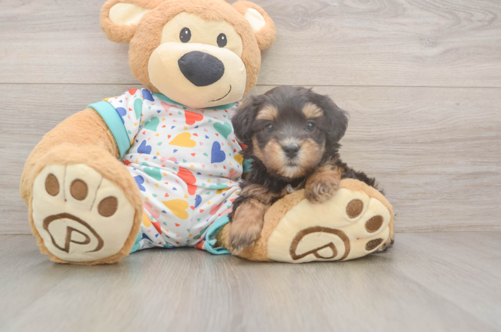 6 week old Havapoo Puppy For Sale - Lone Star Pups