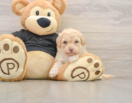 7 week old Havapoo Puppy For Sale - Lone Star Pups