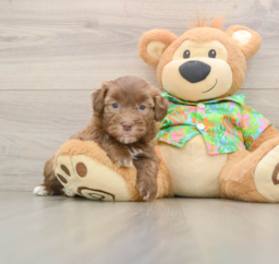 6 week old Havapoo Puppy For Sale - Lone Star Pups