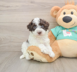 8 week old Havapoo Puppy For Sale - Lone Star Pups
