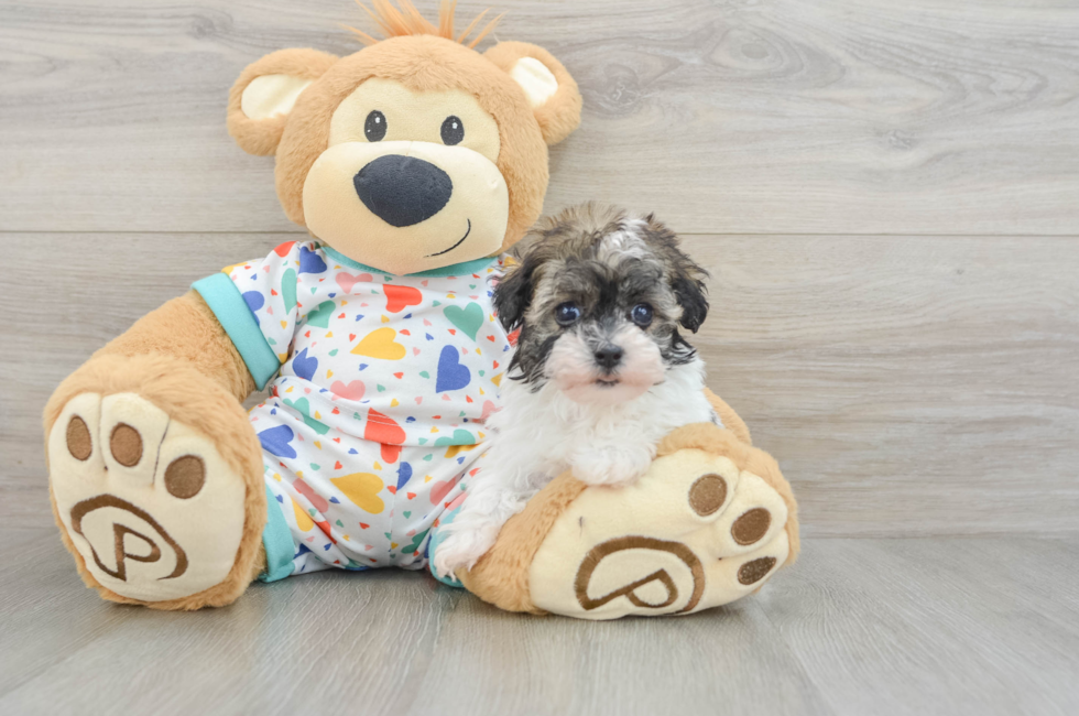 6 week old Havapoo Puppy For Sale - Lone Star Pups