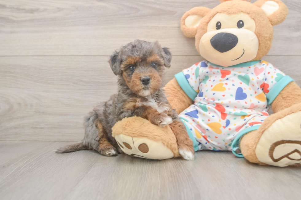 6 week old Havapoo Puppy For Sale - Lone Star Pups