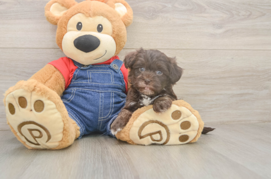 6 week old Havapoo Puppy For Sale - Lone Star Pups Havapoo Pup Being Cute