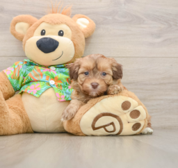 6 week old Havapoo Puppy For Sale - Lone Star Pups