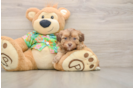 Friendly Havapoo Baby