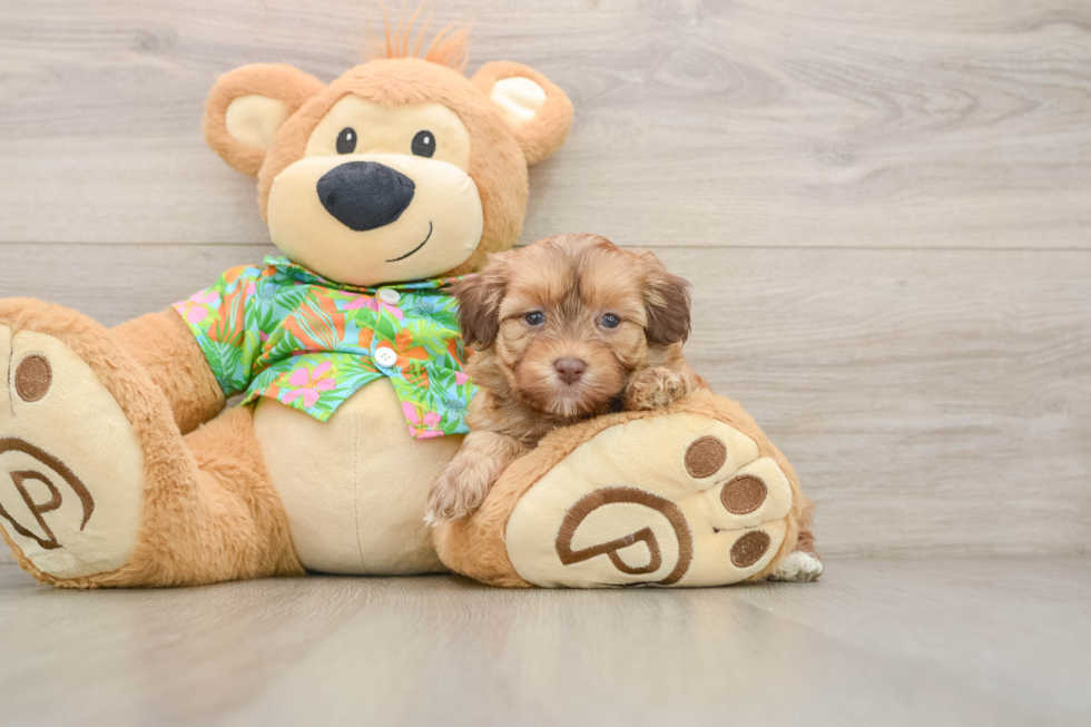 Friendly Havapoo Baby