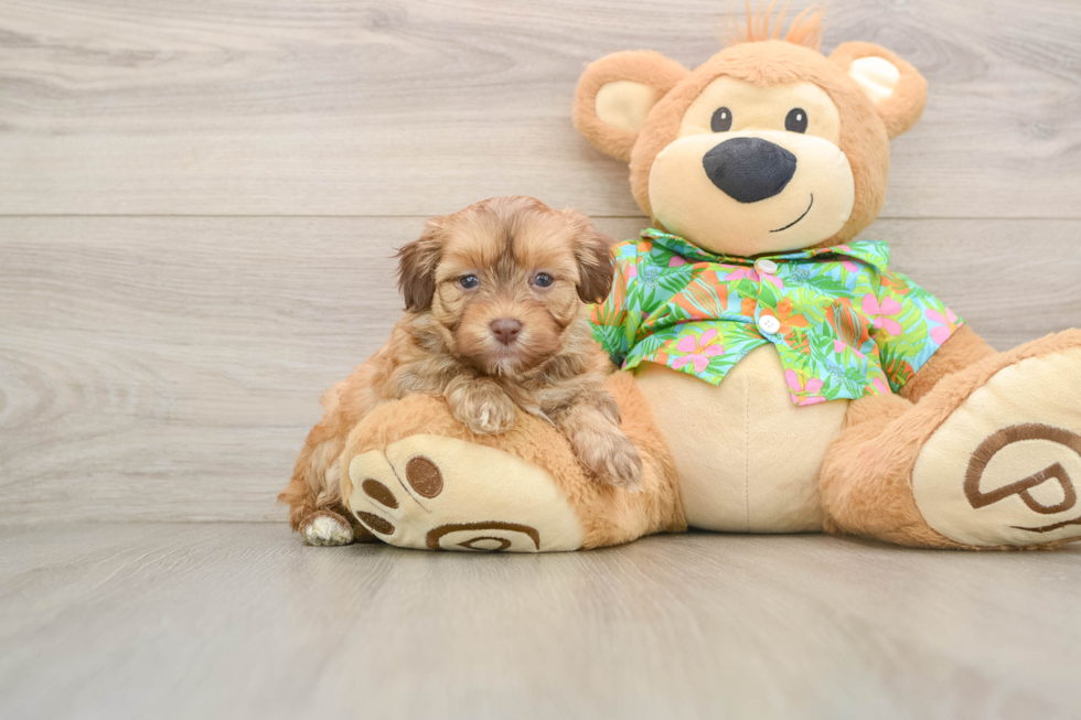 Little Havadoodle Poodle Mix Puppy