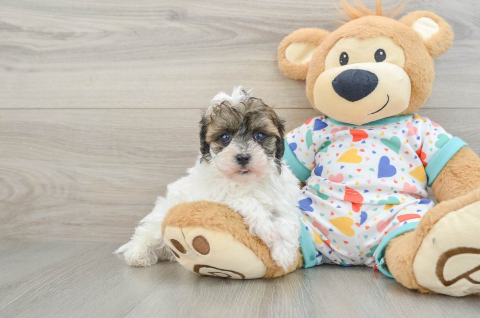 6 week old Havapoo Puppy For Sale - Lone Star Pups