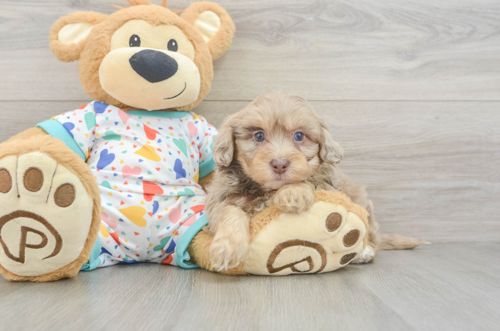 6 week old Havapoo Puppy For Sale - Lone Star Pups