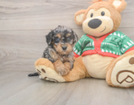 6 week old Havapoo Puppy For Sale - Lone Star Pups