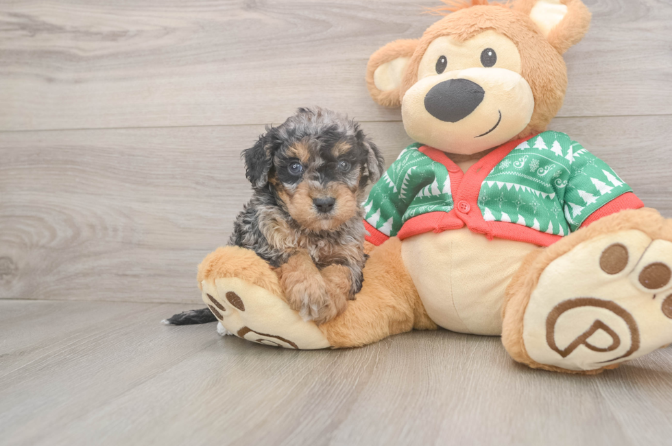 5 week old Havapoo Puppy For Sale - Lone Star Pups