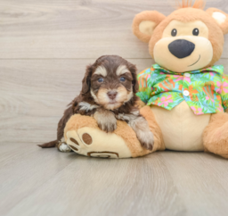 6 week old Havapoo Puppy For Sale - Lone Star Pups