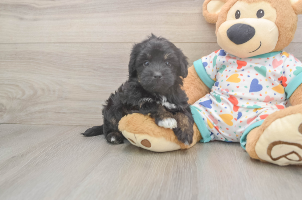 6 week old Havapoo Puppy For Sale - Lone Star Pups