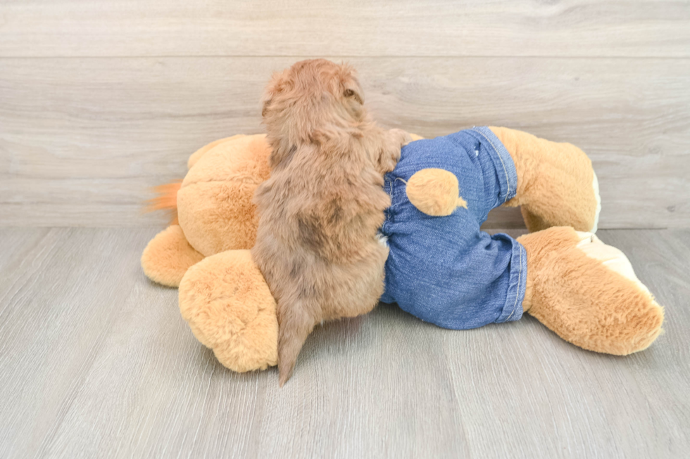 Fluffy Havapoo Poodle Mix Pup