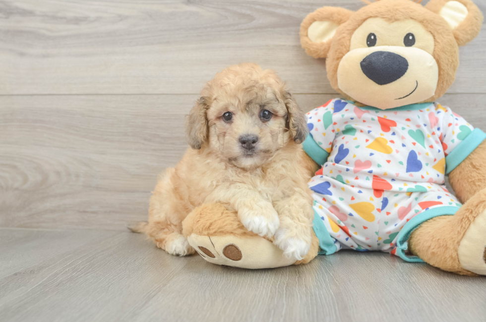 6 week old Havapoo Puppy For Sale - Lone Star Pups