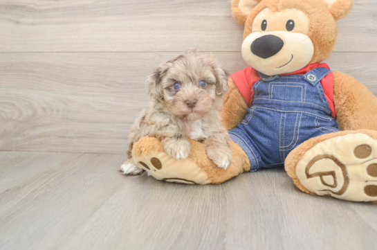 6 week old Havapoo Puppy For Sale - Lone Star Pups Havapoo Pup Being Cute
