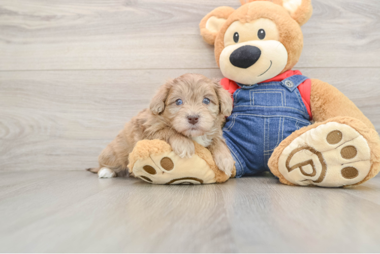 Energetic Havadoodle Poodle Mix Puppy