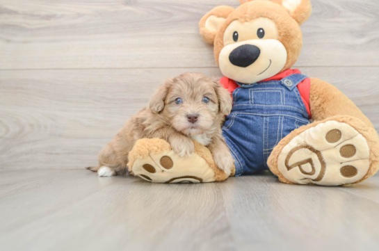 Energetic Havadoodle Poodle Mix Puppy