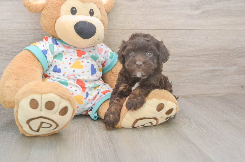 6 week old Havapoo Puppy For Sale - Lone Star Pups