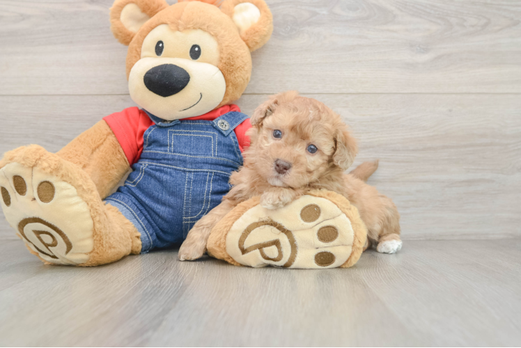 Small Havapoo Baby