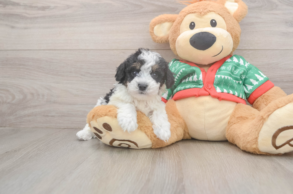 5 week old Havapoo Puppy For Sale - Lone Star Pups