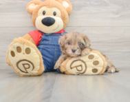 7 week old Havapoo Puppy For Sale - Lone Star Pups