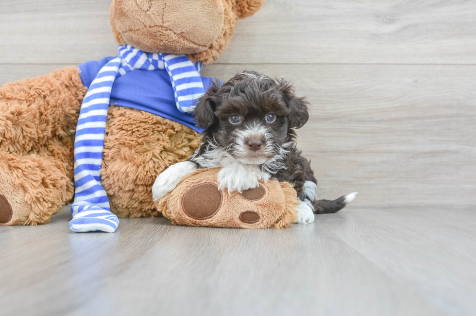 7 week old Havapoo Puppy For Sale - Lone Star Pups