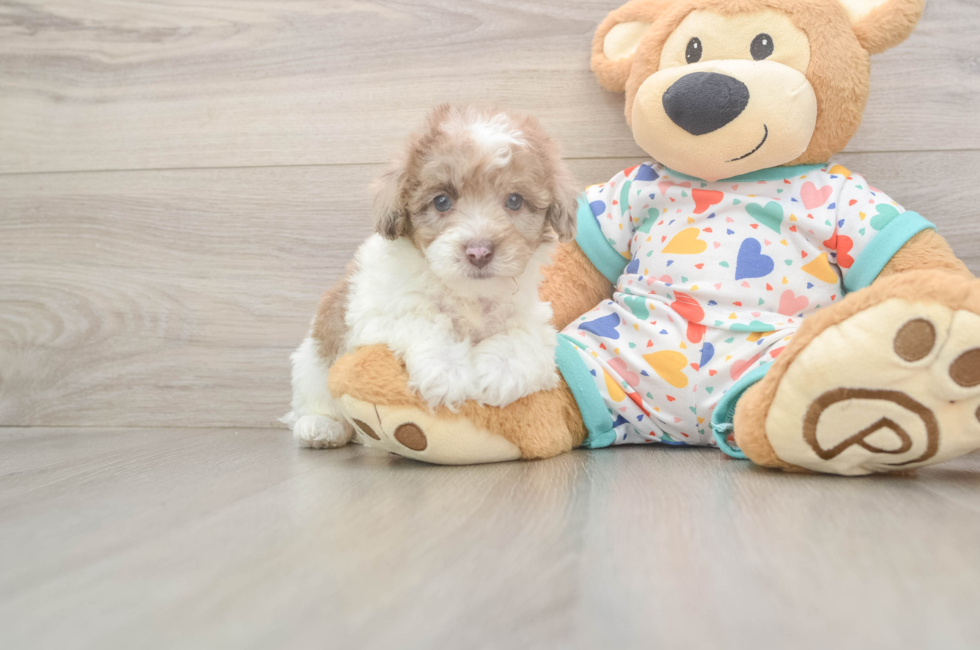 6 week old Havapoo Puppy For Sale - Lone Star Pups