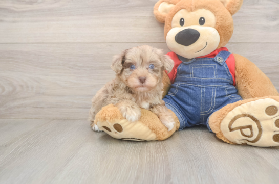 6 week old Havapoo Puppy For Sale - Lone Star Pups Energetic Havadoodle Poodle Mix Puppy