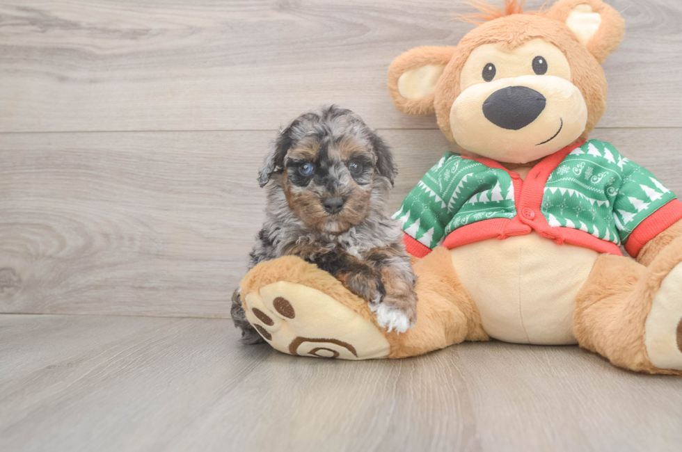 5 week old Havapoo Puppy For Sale - Lone Star Pups