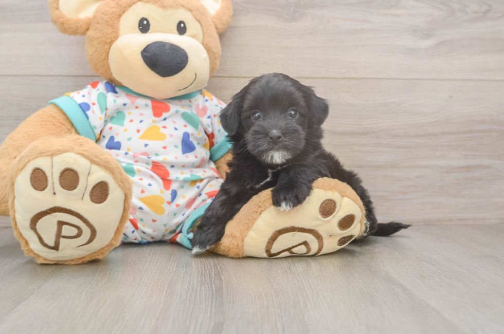 6 week old Havapoo Puppy For Sale - Lone Star Pups