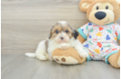 Cute Havapoo Baby