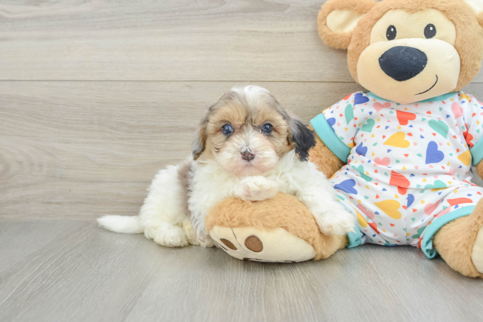 Cute Havapoo Baby