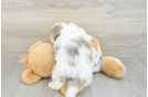 Havapoo Puppy for Adoption