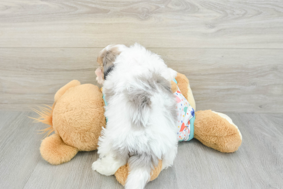 Havapoo Puppy for Adoption
