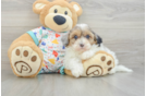 Havapoo Puppy for Adoption