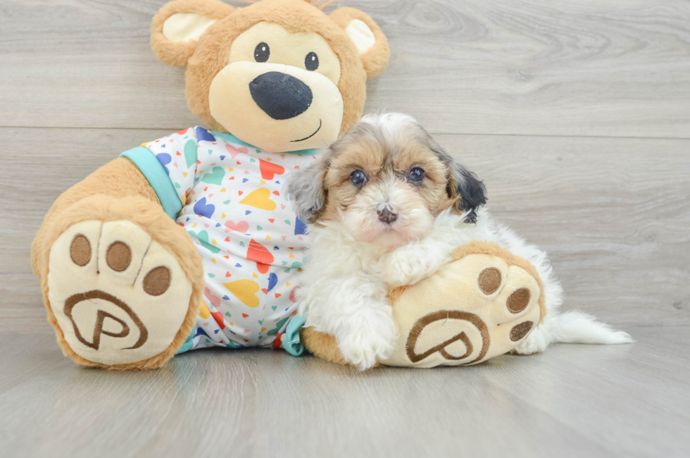 6 week old Havapoo Puppy For Sale - Lone Star Pups