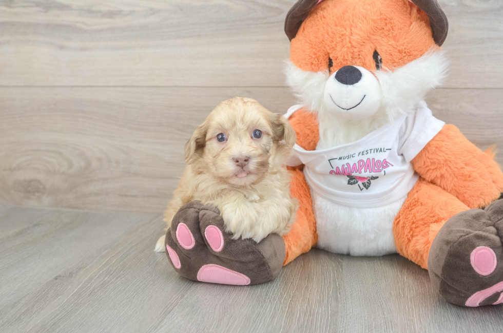 6 week old Havapoo Puppy For Sale - Lone Star Pups